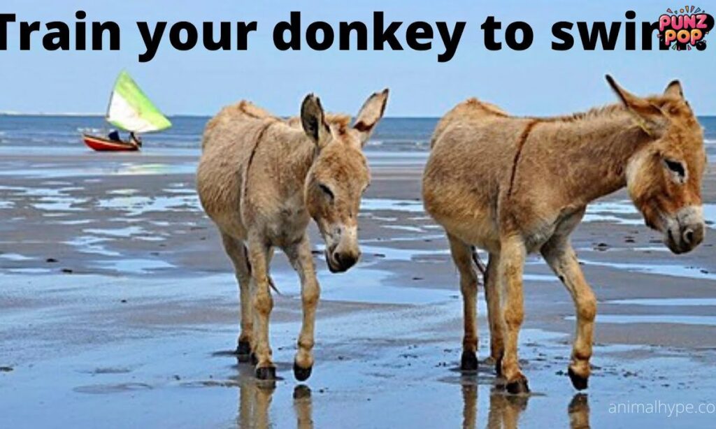 _Donkey Jokes One-Liners