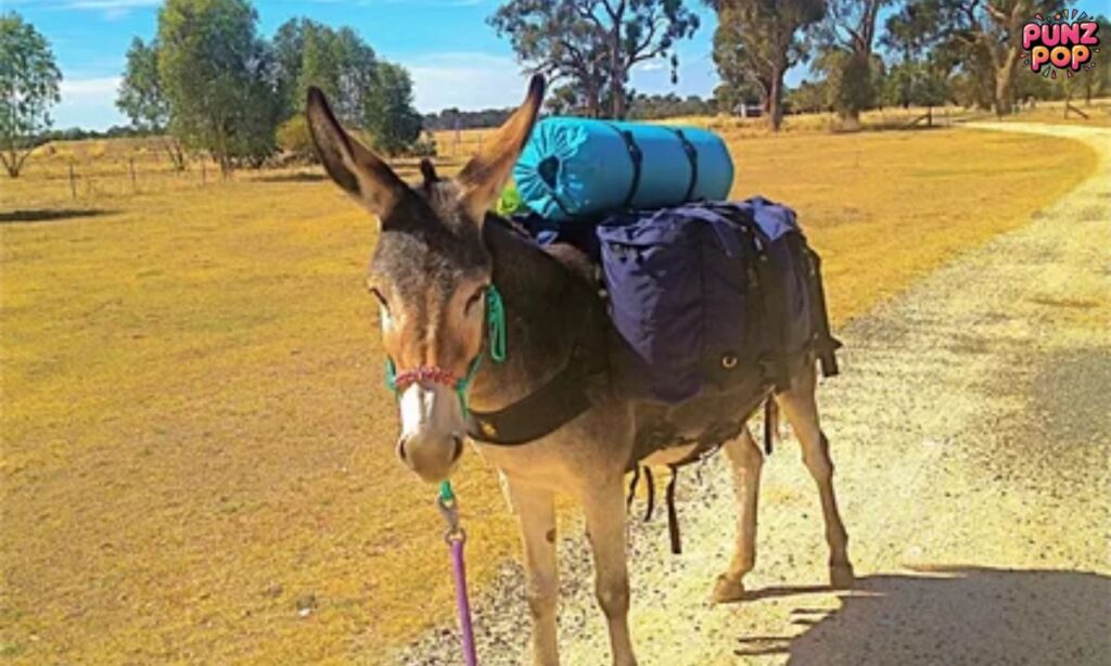 Donkey Puns for Tourists and Travelers