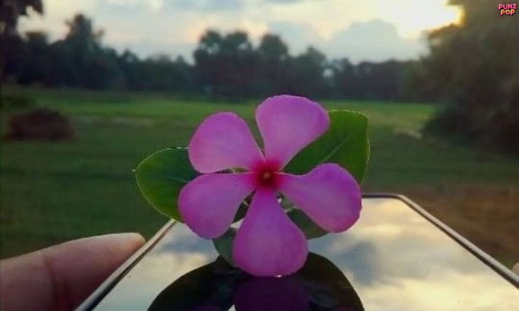 Best Flower Captions for Instagram (1)