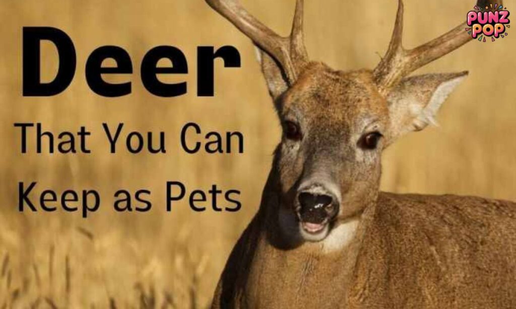 Classic Deer Jokes