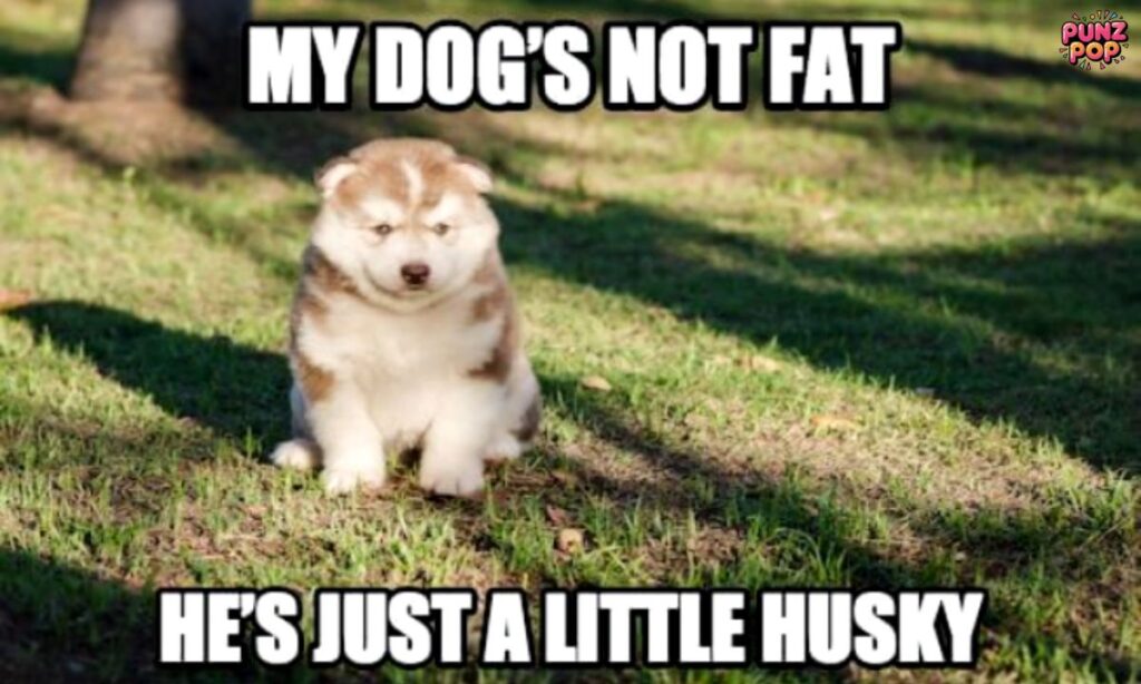 Funny Dog Puns Captions