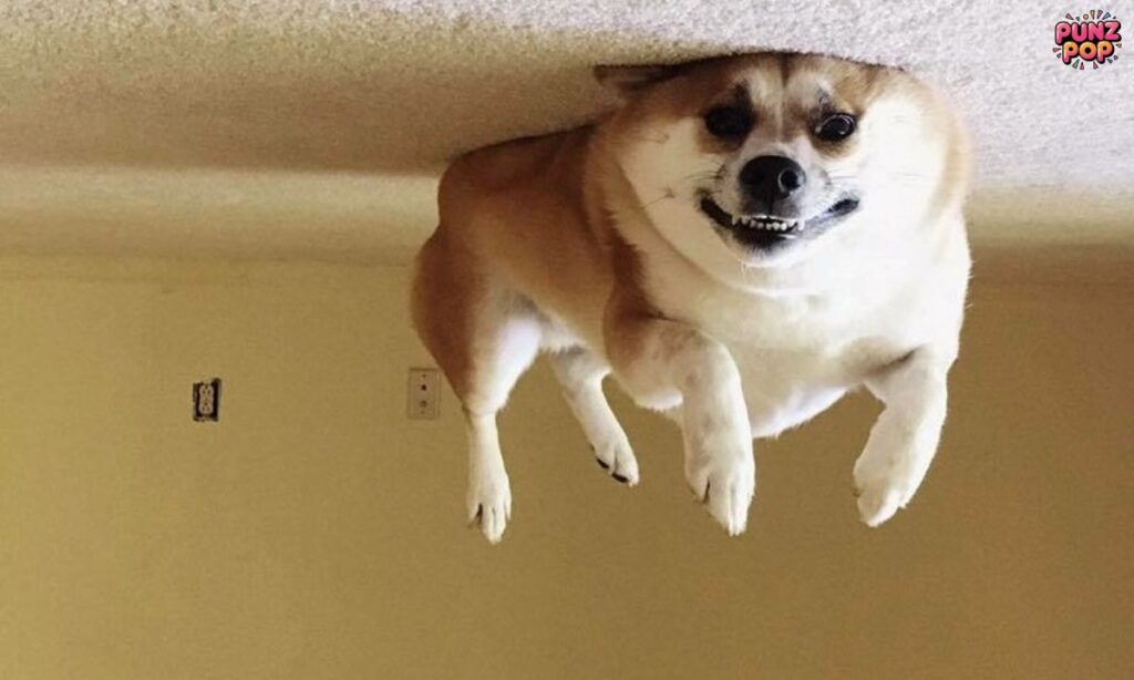 Share-Worthy Dog Puns for Every Mood