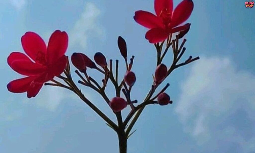 Unique Flower Captions for Instagram