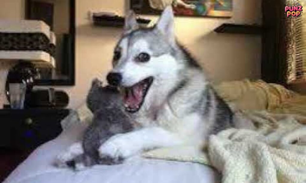 Witty Dog Puns for Social Media