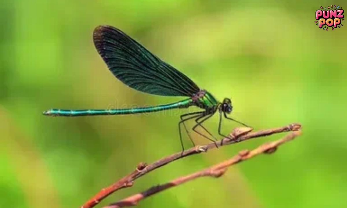 Bug puns Out with Wordplay 🦗