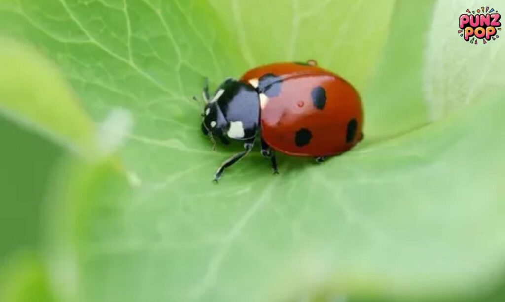 Buzzing with Bug Puns 🐜