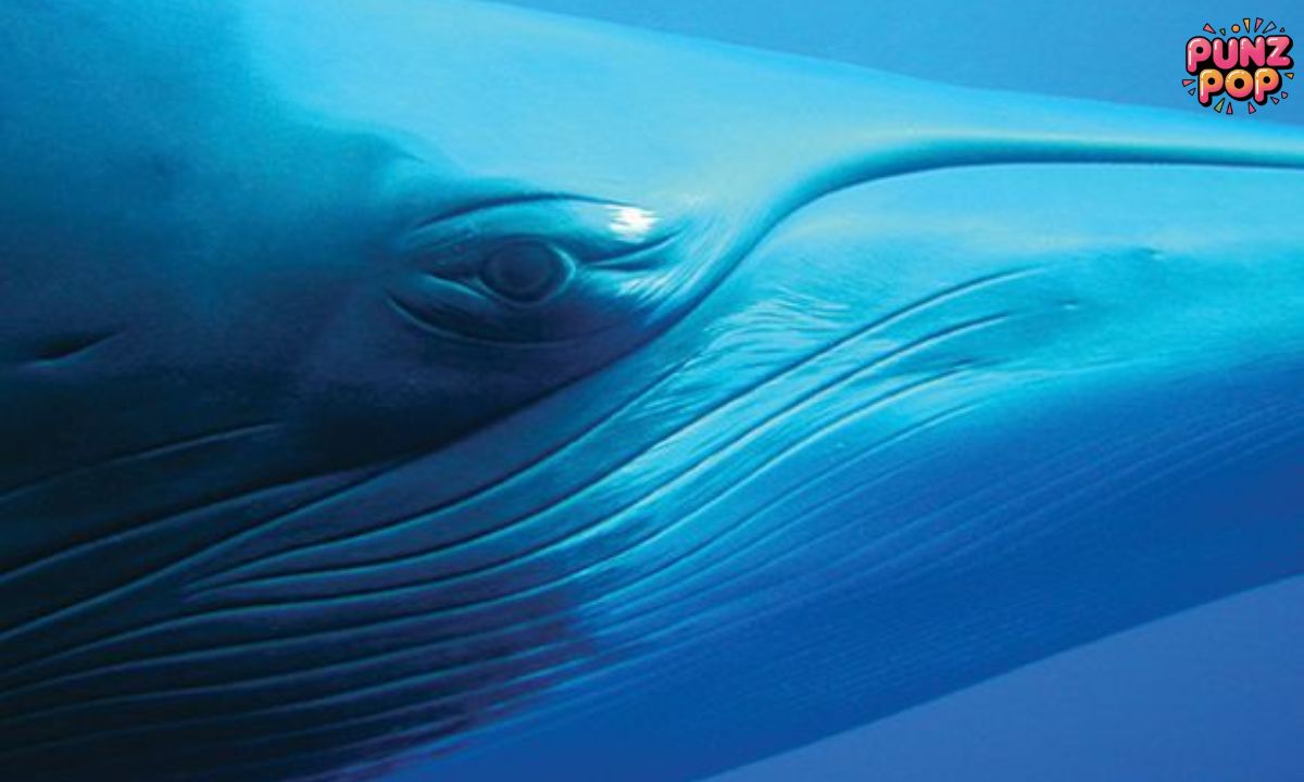 Eye-Watering Whale Puns