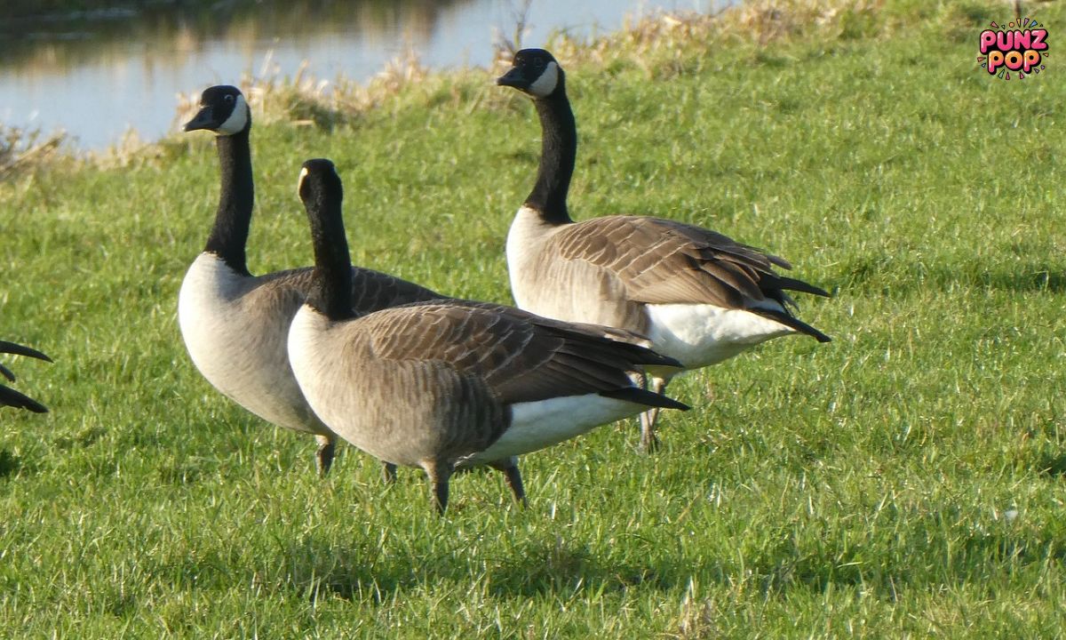 Goose Puns for Tourists and Travelers