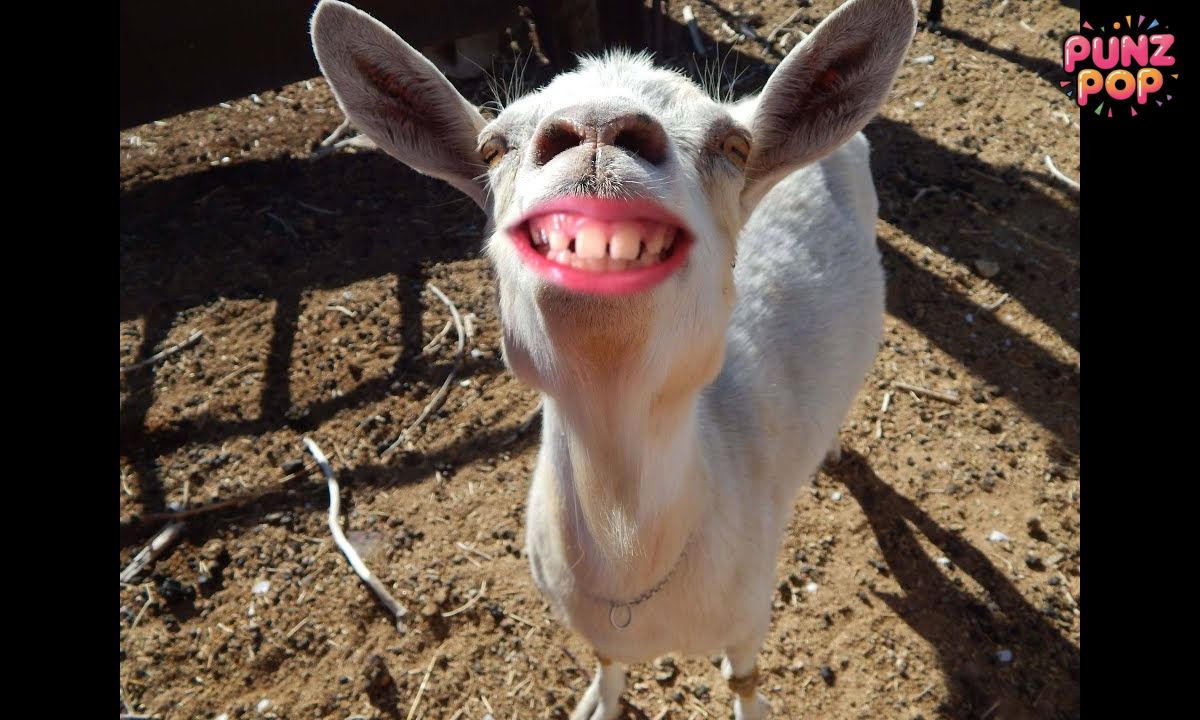 🐐 Funny Goat Name Jokes!