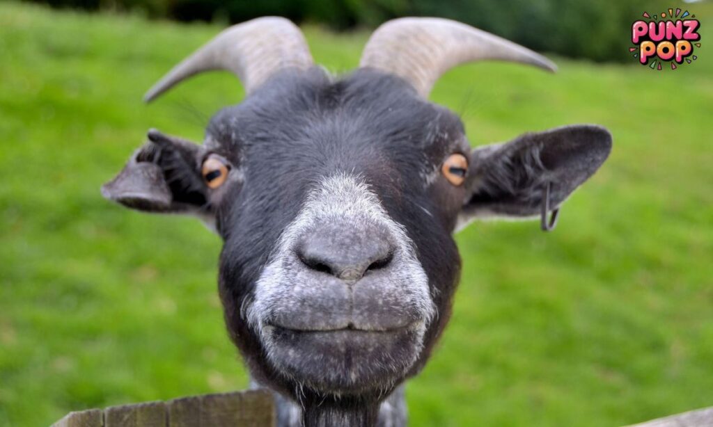 🐐 Goat Puns 