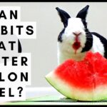 130+ Mouthwatering Watermelon Puns and Jokes to Sink your Teeth Into
