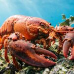 250 Lobster Puns for Valentine’s Day, Birthdays & Christmas