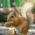 _Squirrel Puns